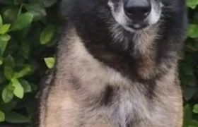 Elmo, cão bilíngue da Guarda Municipal do Rio, está disponível para adoção após se aposentar