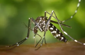 Estudo aponta que fêmeas de Aedes aegypti podem picar por cima das roupas; entenda