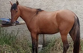 Família busca cavalo desaparecido e oferece recompensa em Itaipuaçu