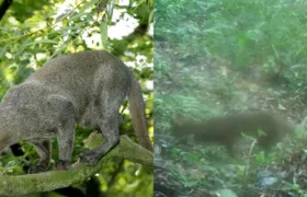 Felino ameaçado de extinção é flagrado em reserva de Maricá