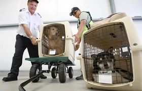 Governo anuncia novas regras de transporte para animais em voos nacionais