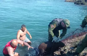 Guarda Municipal resgata capivara ferida na praia de Ponta Negra