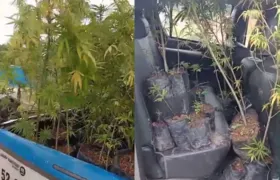 Homem é preso com plantação de maconha em Cabo Frio