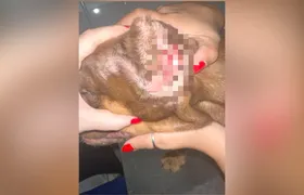 Homem é preso por maus-tratos a animais na Baixada Fluminense