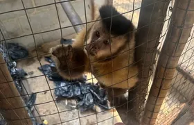 Macaco é resgatado de cativeiro em Saquarema; suspeito foi preso