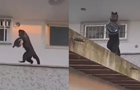 Macaco-prego invade apartamento e rouba bolo no rio; vídeo