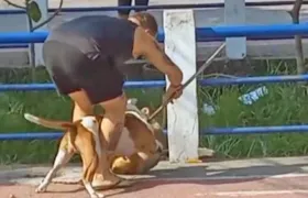 Mais um caso: pitbull ataca outro cão e moradores precisam intervir