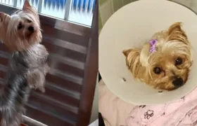 Moradora do Amendoeira faz campanha online para ajudar cadela doente