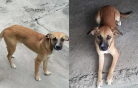 Moradora do Marambaia oferece recompensa por cão desaparecido