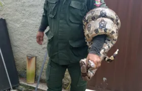 Moradores encontram jiboia no quintal de casa em Niterói