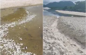 Morte de peixes no Canal de Itaipu preocupa moradores