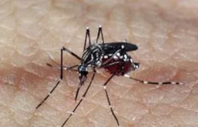 Mortes por dengue no Rio chegam a 38; SG segue sem óbitos confirmados