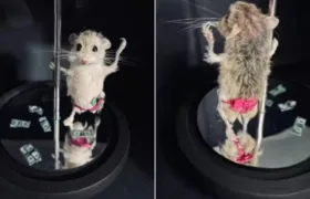 Mulher paga 1 mil reais para empalhar hamster de estimação em pose de stripper