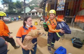 Niterói está com inscrições abertas para treinamento de voluntários em proteção animal
