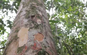 Nova espécie de árvore frutífera é descoberta por pesquisadores em  Maricá