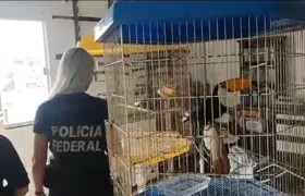 PF e Ibama realizam operação e resgatam aves mantidas em cativeiro