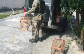 Polícia apreende animais silvestres em cativeiro no Mutondo