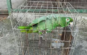 Polícia resgata papagaio de cativeiro ilegal no Porto Novo, em SG (vídeo)