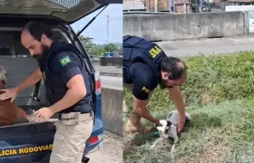 Policiais resgatam cães acorrentados na BR-101, em São Gonçalo