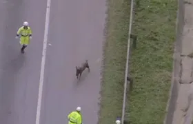 Porco foge e interrompe o trânsito na Rodovia Niterói-Manilha na manhã desta quarta-feira (30)