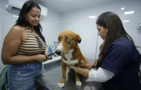 Prefeitura de Niterói vai microchipar 100 pets neste sábado (2) no Horto do Barreto