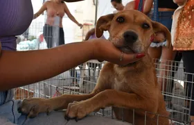 Proteção Animal consegue lar para 10 cães e gatos em Maricá