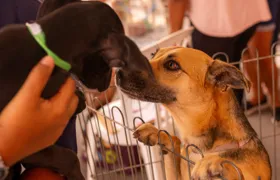 Proteção Animal consegue lar para 15 cães e gatos em Maricá