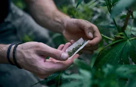 Quantidade de maconha para diferenciar usuário de traficante será de 40g