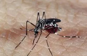 Rio anuncia fim da epidemia de dengue