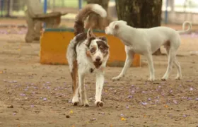 São Gonçalo abre agendamento para castração de cães e gatos