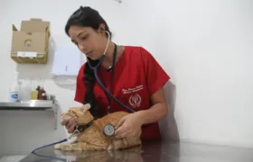 São Gonçalo abre vagas para castração de cães e gatos