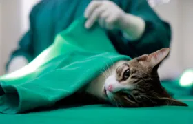 São Gonçalo reabre agendamento para castração de cães e gatos