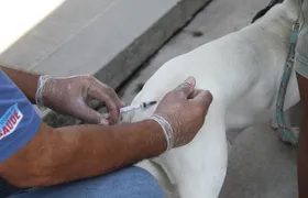 São Gonçalo vacina cães e gatos contra raiva no próximo sábado (19)