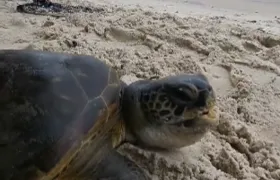 Tartaruga com linha de pesca no pescoço é resgatada em Niterói