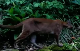 Trio de Onças-pardas e grupo de quatis são vistos circulando pelo Parque Estadual Cunhambebe (PEC), em Mangaratiba; Vídeo!