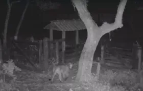 Vídeo: onça-parda é flagrada em Maricá