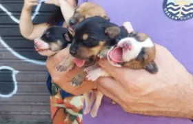 Vinte cachorros são resgatados após serem encontrados amarrados