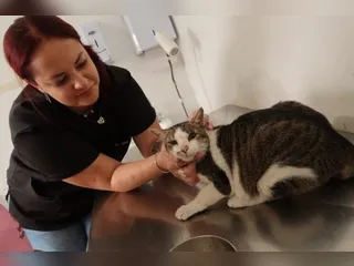 Centros veterinários de São Gonçalo oferecem consultas de baixa complexidade