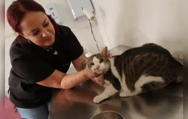 Centros veterinários de São Gonçalo oferecem consultas de baixa complexidade