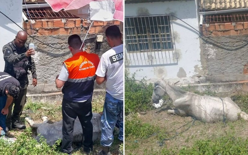 Homem suspeito de maus tratos a cavalo morto é preso no interior