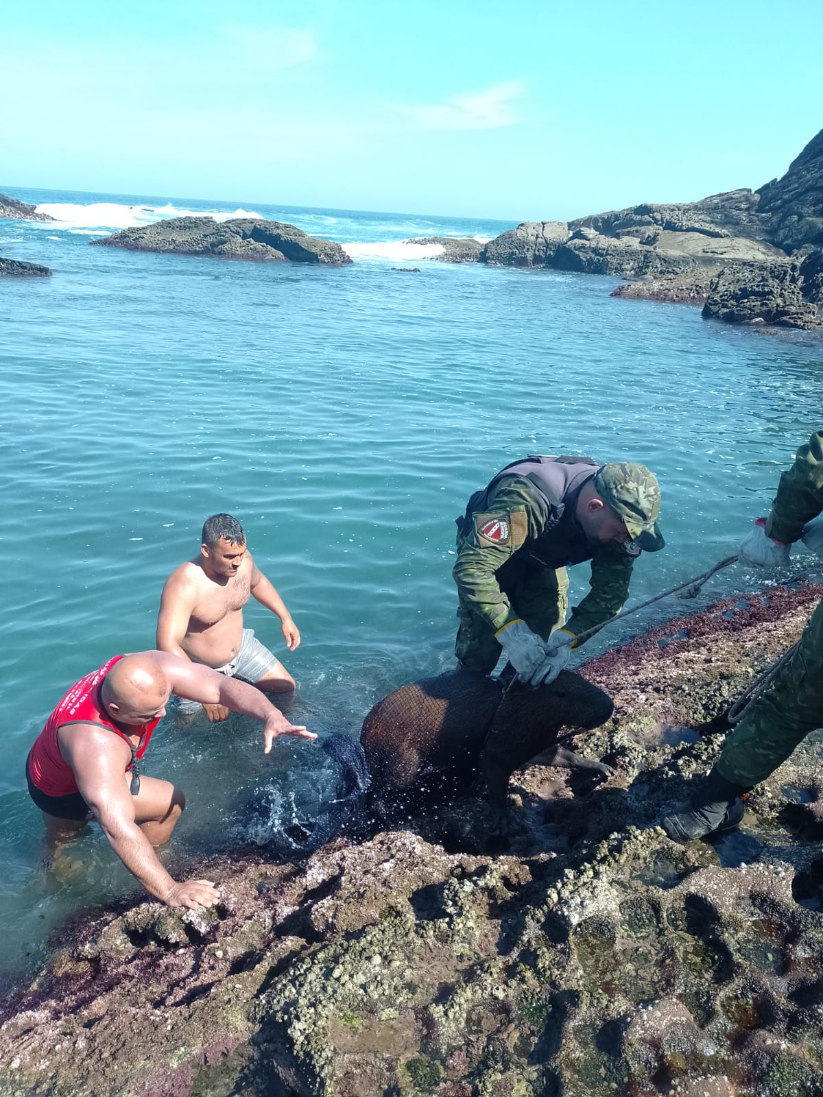 Guarda Municipal resgata capivara ferida na praia de Ponta Negra | O São  Gonçalo