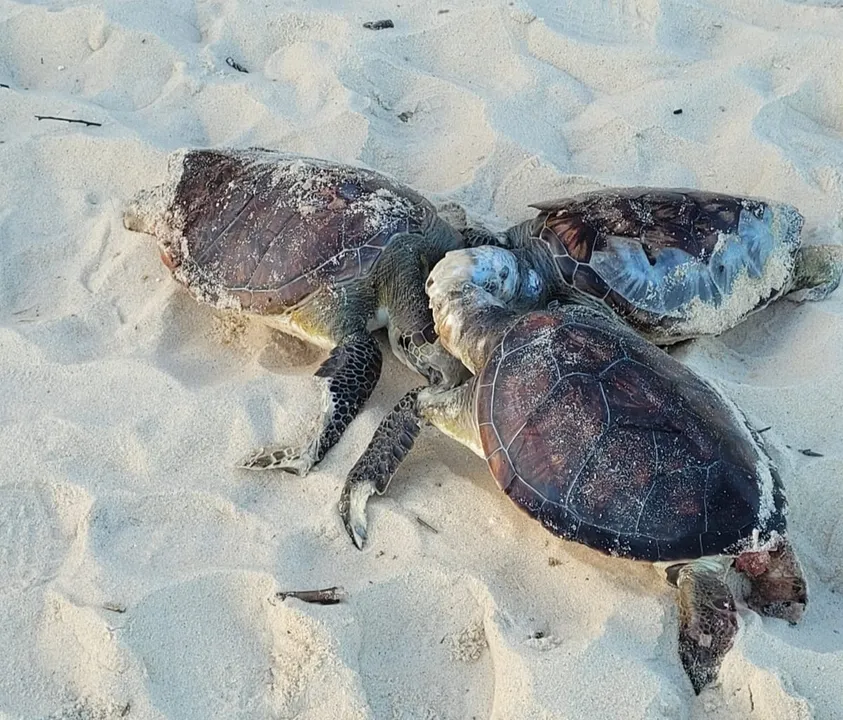 O Projeto de Monitoramento de Praias recolheu 16 animais entre sábado e domingo