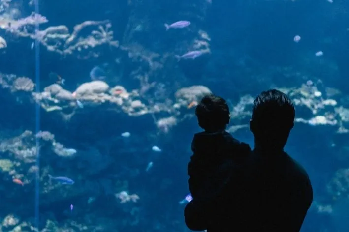 O ponto alto da visita é o AquaRio em si: o maior aquário marinho da América do Sul, com 4,5 milhões de litros de água salgada e cerca de 10 mil animais de 350 espécies