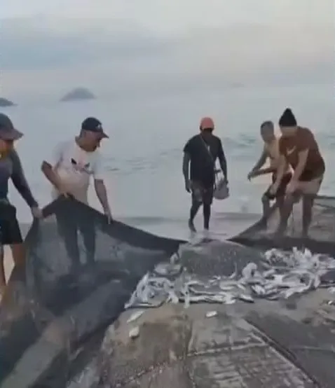 Banhista e pescadores se mobilizaram para levar o animal até o mar