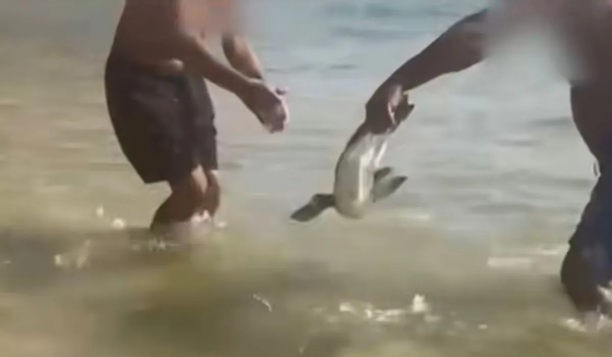 um homem foi filmado agarrando um pinguim‑de‑Magalhães pela pata