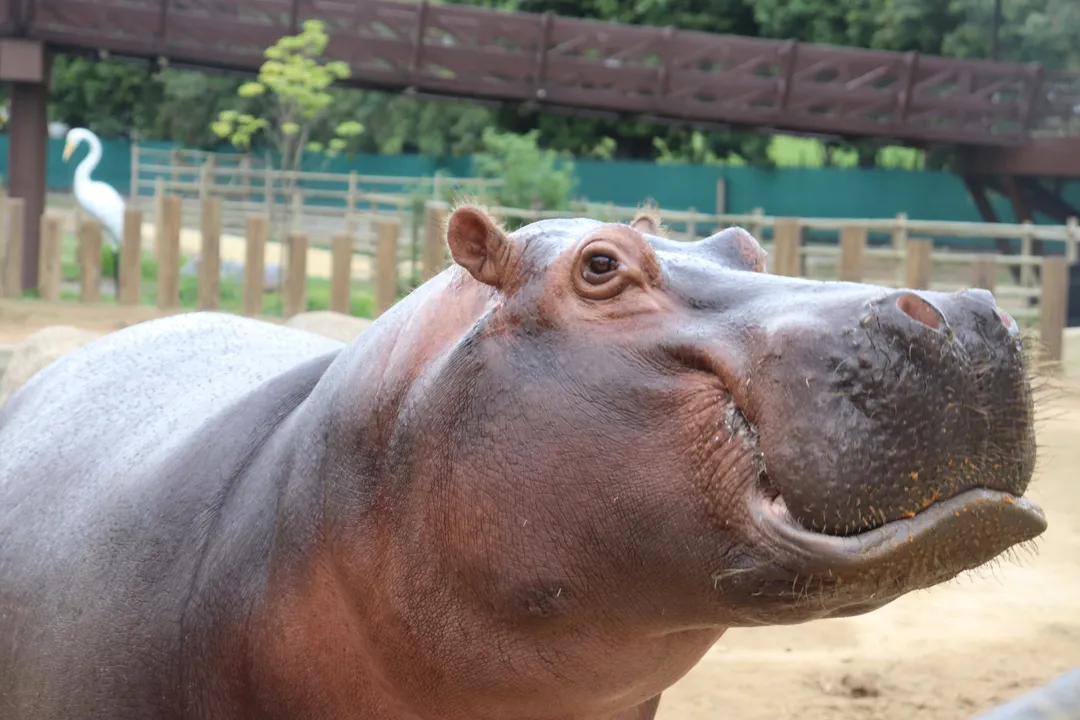 Bocão nasceu em 28 de fevereiro de 1994 no RioZoo e, desde então, encanta visitantes de todas as idades