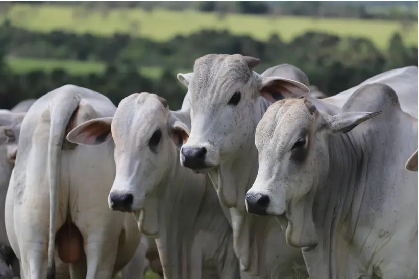 Brasil bate recorde de exportação de carne bovina