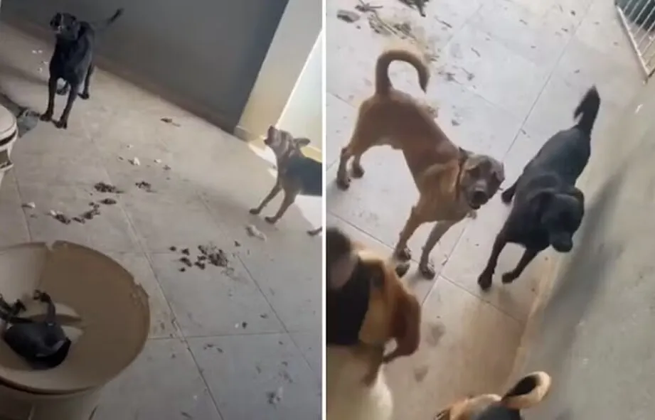 A Polícia Civil encontrou mais de 30 cachorros em situação de maus-tratos no Capão Redondo