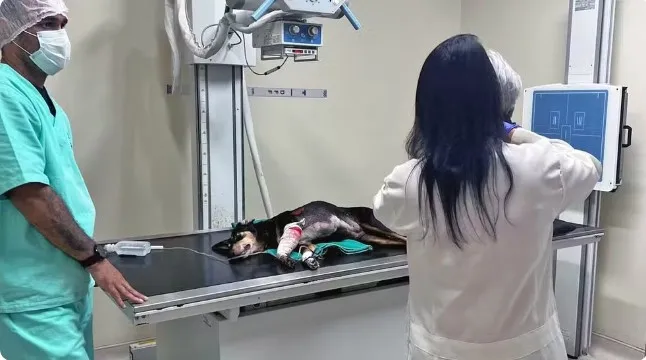 Cadelinha Nina foi atendida após ser baleada. Ela já recebeu alta