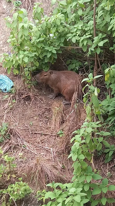 O animal será reintegrado à unidade de conservação mais próxima